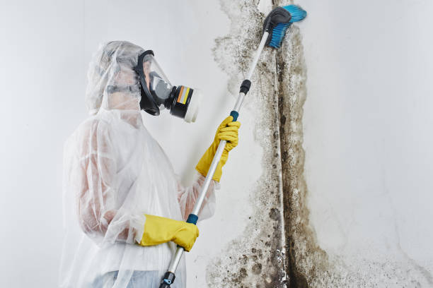 Best HVAC Mold Remediation in Union, SC