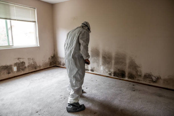 Best Attic Mold Remediation in Union, SC