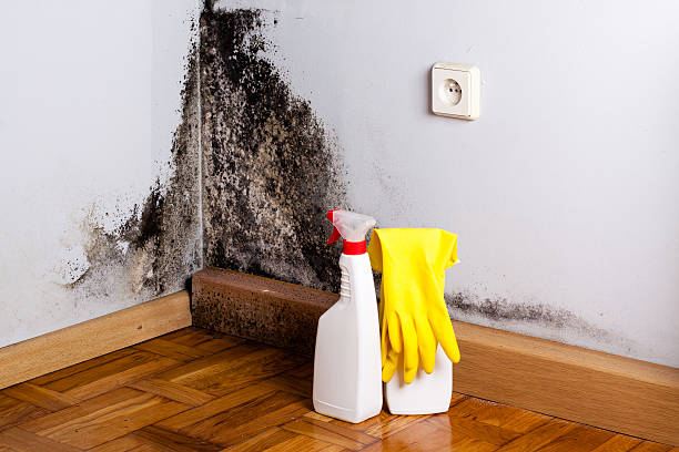 Best Residential Mold Remediation in Union, SC